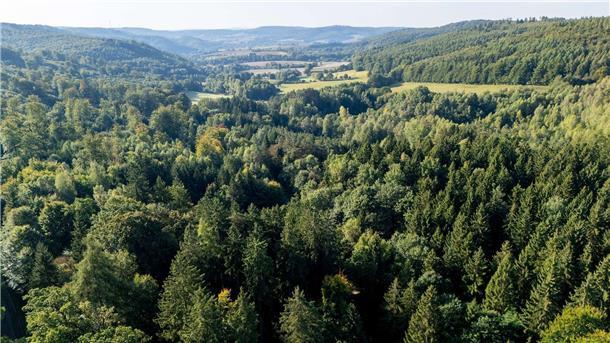 Das Wildnisgebiet liegt im Bereich des Waldes „Limker Strang“ im Solling.