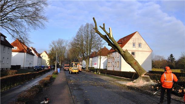 Dass Bäume, die sich in städtischem Besitz befinden, gefällt werden müssen, kommt immer wieder vor. Das Foto zeigt Fällarbeiten an der Hansingstraße im Januar 2019. Bei Ersatzpflanzungen achtet Stadtgärtnerin Melanie Koch darauf, dass diese möglichst klimafit sind.