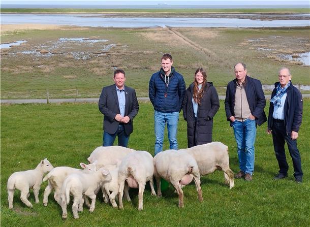 Nach Wolfsrissen in Butjadingen plagt Deichschäfer die „blanke Angst“ Deichschafe mit Menschen