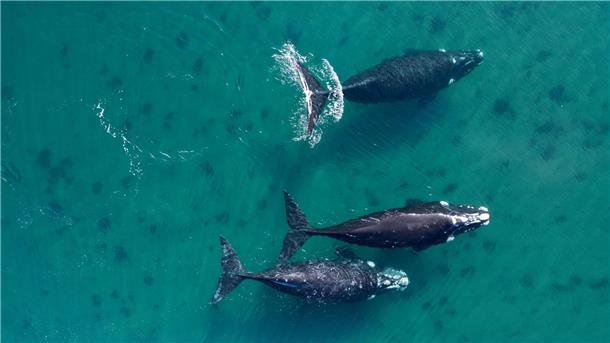 Delegierte aus 88 Ländern beraten in Lima über den Schutz der Wale.