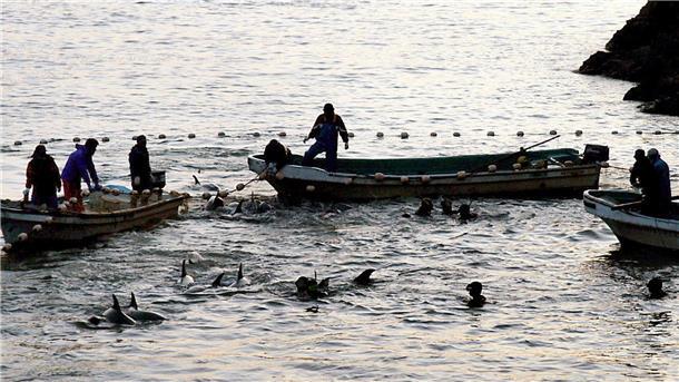 Tierschützer: Delfinjäger attackieren Muttertiere mit Babys Delfine wurden bei einer Treibjagd in eine Lagune getrieben, aufgenommen in der Walfang-Stadt Taiji.