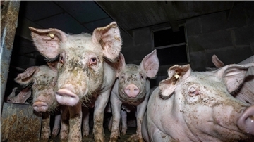 Dem Deutschen Tierschutzbüro e.V. liegt aus sieben Westfleisch-Zulieferbetrieben erschreckendes Bildmaterial vor.