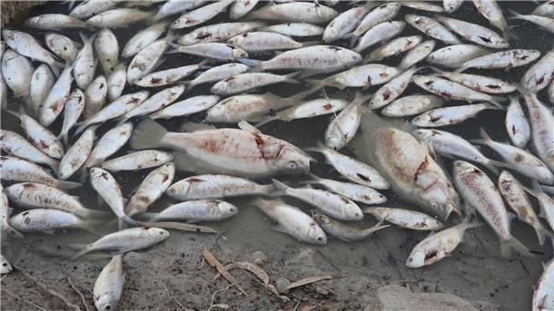 Millionen tote Fische auf Fluss in Australien Dem Ministerium für Primärindustrie zufolge ist der Tod der Fische wahrscheinlich auf eine Kombination aus der Hitze und dem niedrigen Sauerstoffgehalt durch die zurückgehenden Überschwemmungen zurückzuführen.