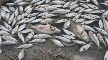 Dem Ministerium für Primärindustrie zufolge ist der Tod der Fische wahrscheinlich auf eine Kombination aus der Hitze und dem niedrigen Sauerstoffgehalt durch die zurückgehenden Überschwemmungen zurückzuführen.