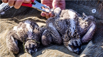 Den beiden etwa zwei Wochen alten Fischadlern werden Markierungsringe angepasst. Die Fänge der Tiere sind jedoch noch zu klein für die Ringe und sie müssen zu einem späteren Zeitpunkt beringt werden.