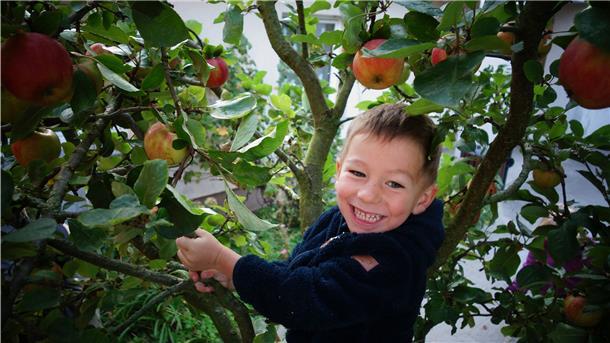 Den Kreislauf der Natur verstehen: Das Team der Kindertagesstätte Pfiffikus in Bremerhaven hat zur Ernte gebeten. Die Äpfel der hauseigenen Apfelbäume wurden gepflückt. Dieses Jahr wurde zum ersten Mal daraus Apfelsaft gepresst. Dank des Preisgelds aus einem Forschergeistwettbewerbs und der Spende des eigenen Fördervereins konnten notwendige Gerätschaften angeschafft werden.