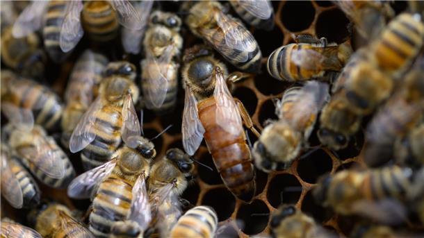 Den Zementhonig können die Bienen nicht verdauen. (Archivbild)
