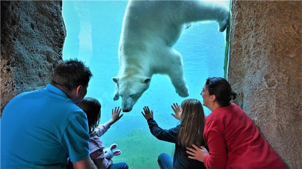 Eisbär taucht