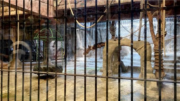 Der 10 mal 20 Meter große Käfig des Gorilla-Weibchens Bua Noi.