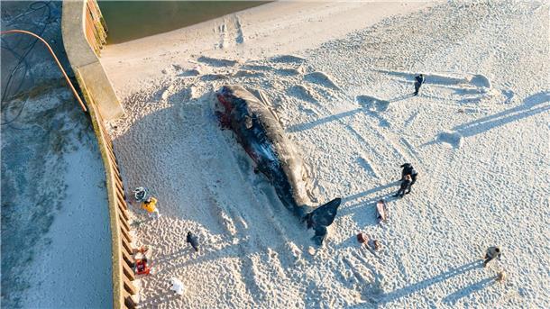 Der 14,3 Meter lange und tonnenschwere Walbulle war im Februar vor Hörnum (Sylt) aus der Nordsee an Land gezogen worden. 