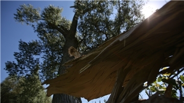 Der abgefallene Ast einer Pappel liegt vor dem Baum. Gerade im Sommer verlieren Bäume unvorhersehbar einzelne Äste, die in vollem Laub stehen - oder nach einem Sturm. In Tarmstedt sollen drei Pappeln an der Straße Eschebrock gefällt werden, weil sie eine Gefahr darstellen sollen.
