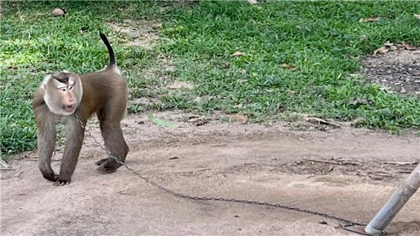 Ein Leben an der Kette: Affen als Kokospflücker in Thailand Der Affe Nong geht angekettet im Kreis. Makaken als Kokospflücker einzusetzen hat in Thailand Tradition.