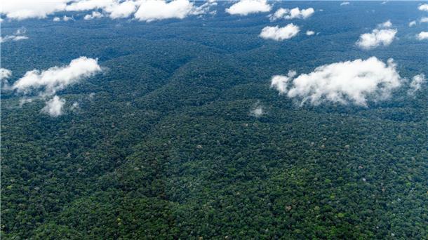Der Amazonas - der weltweit größte tropische Regenwald.