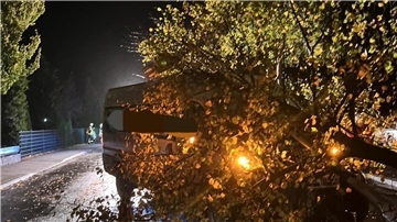 Baum umgefahren: Bremerhavener verursacht Unfall nahe Kindergarten Der Baum, welcher auf der Verkehrsinsel stand und aus dem Boden gerissen wurde.