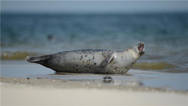 Seehund im Wattenmeer