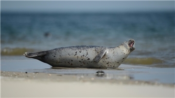 Seehund im Wattenmeer