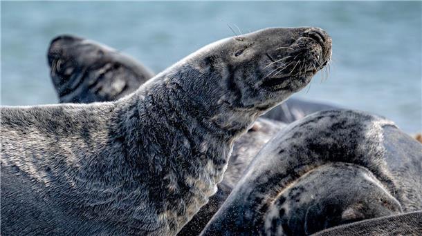 Mehr Kegelrobben leben im Wattenmeer - Trend hält an Der Bestand der Kegelrobben in der südlichen Nordsee steigt seit Jahren kontinuierlich an. (Archivbild)