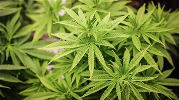 Der Branchenverband Cannabiswirtschaft warnt, mit den geplanten strengeren Regeln für den legalen Anbau von Cannabis in Vereinen wäre es schwerer, eine Produktion aufzubauen.