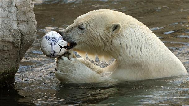 Der damals junge Eisbär Lloyd beim Spielen (2007). Der Zoo am Meer hat schon viele Eisbären beherbergt – von einigen kann Herma Wetzel viel berichten.