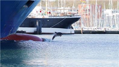 Der Delfin Delle springt zwischen Schiffen an der Trave aus dem Wasser.