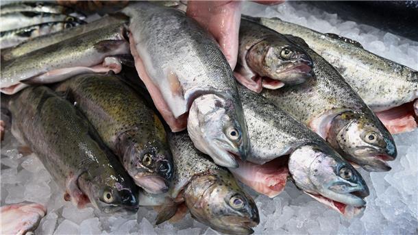 Forellen aus Bio-Zucht. Der diesjährige "End of Fish Day" fällt auf den 8. März. Der BUND appelliert deshalb an Verbraucherinnen und Verbraucher, den Fischkonsum zu reduzieren.