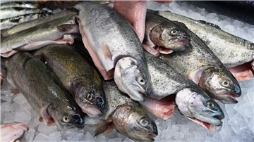 Forellen aus Bio-Zucht. Der diesjährige "End of Fish Day" fällt auf den 8. März. Der BUND appelliert deshalb an Verbraucherinnen und Verbraucher, den Fischkonsum zu reduzieren.