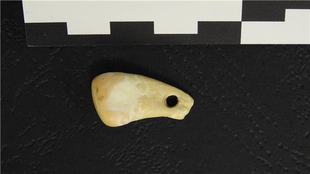 Der durchbohrte Hirschzahn aus der Denisova-Höhle in Südsibirien.