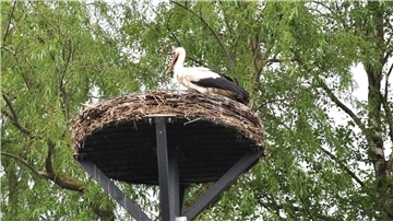 Der einsame Storch von Atens: Seit Pfingsten ist das Storchenweibchen verschwunden. Die Eier sind erkaltet. Die Chance auf Nachwuchs ist dahin.