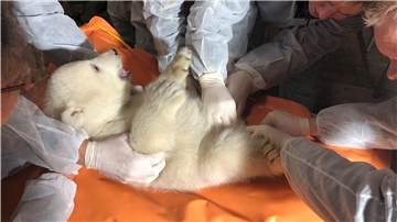 Der Eisbärennachwuchs im Zoo am Meer in Bremerhaven wird untersucht.