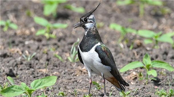 Kiebitz ist „Vogel des Jahres“ 2024 Der etwa taubengroße Kiebitz liebt Feuchtwiesen und Moore - und findet immer weniger Lebensräume in Deutschland.