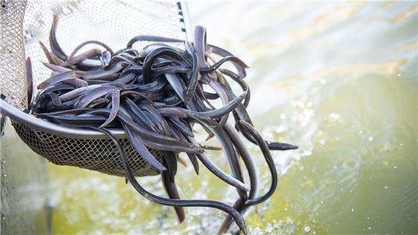 Aal dominiert die Fischproduktion in Niedersachsen Der Europäische Aal hat die Fischproduktion in Niedersachsen 2024 dominiert. (Archivfoto)