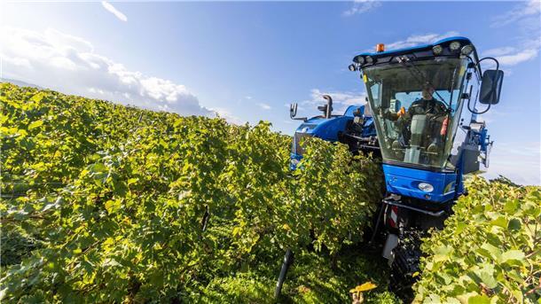 Üppige Regenfälle machen Winzern in manchen Regionen Sorge Der Fahrer eines Trauben-Vollernters manövriert seine Maschine durch die Weinreben und erntet dabei Trauben der Sorte Gutedel.