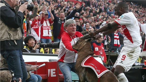 Lebende Fußball-Maskottchen: Tierleid oder Tradition? Der FC-Stürmer Anthony Ujah stand mit dem Griff an den Hörnern des Geißbocks in Kritik.