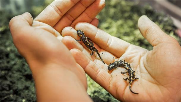 Tragischer Unfall - aber 19 Baby-Salamander gerettet Der Feuersalamander-Nachwuchs wird ausgewildert.