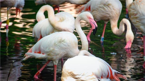 Flamingo Ingo - ältester Bewohner des Berliner Zoos ist tot Der Flamingo Ingo lebte seit 1955 in Berlin.