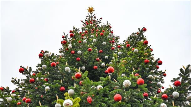 Weihnachtsbaum wird immer mehr zum Adventsbaum Der frühe Weihnachtsbaum liegt im Trend.