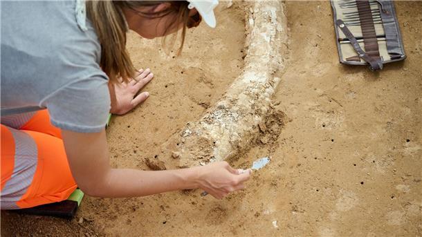 Mammutzahn auf Suedlink-Baustelle entdeckt Der Fund stammt aus der Eiszeit und dürfte Experten zufolge mindestens 12.000 Jahre alt sein.