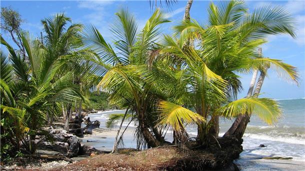 Mutmaßlich zwei Deutsche in Costa Rica tot aufgefunden Der Fund zweier Leichen auf dem Grundstück eines deutschen Paares in Costa Rica gibt Rätsel auf. (Archivbild)