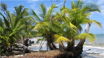 Der Fund zweier Leichen auf dem Grundstück eines deutschen Paares in Costa Rica gibt Rätsel auf. (Archivbild)