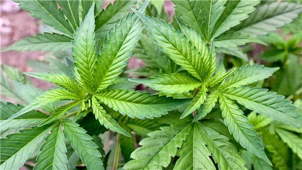Richterbund erwartet keine Entlastung durch Cannabis-Gesetz Der Gesetzesentwurf der Bundesregierung sieht unter anderem die Erlaubnis für den Anbau von maximal drei Pflanzen zum Eigenbedarf vor.