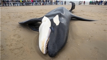 Der gestrandete Orca an der Küste von Koksijde sieht sehr mager aus.