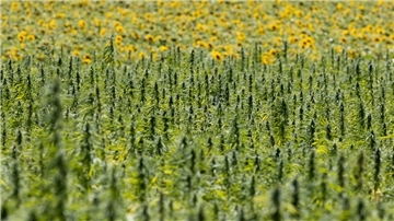 Hanf im landwirtschaftlichen Anbau.