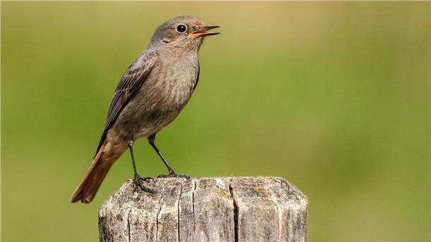 Der Hausrotschwanz – im Bild das Weibchen – lässt sich gut bei der Insektenjagd beobachten.