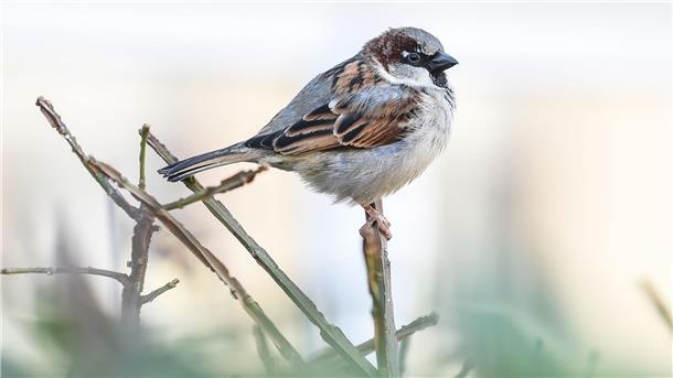 Nabu stellt geringere Bestände bei vielen Singvögeln fest Der Haussperling ist zwar immer noch der meist gesichtete Singvogel in Niedersachsen, aber sein Bestand ist im Vorjahresvergleich um 13 Prozent zurückgegangen. (Archivbild)