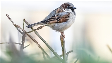 Der Haussperling war im vergangenen Jahr der Vogel, der während der Aktion „Stunde der Wintervögel“am häufigsten gesichtet wurde.