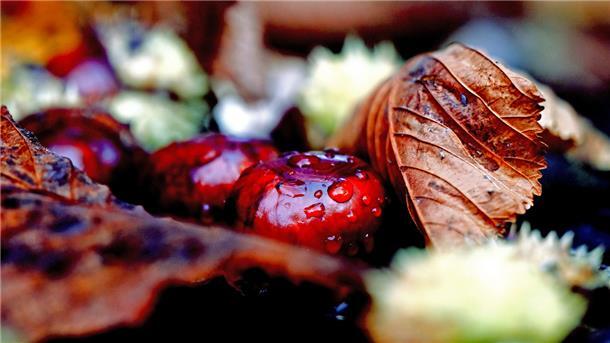 Bunte Herbstblätter und Kastanien.