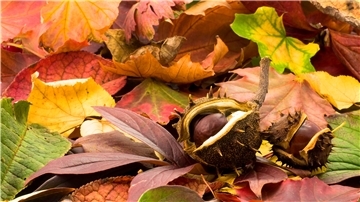 Der Herbst ist in voller Pracht da, auch in den heimischen Gärten. Der Naturschutzbund gibt Tipps, wie der Garten zu dieser Jahreszeit bereits für das Frühjahr vorbereitet werden kann.
