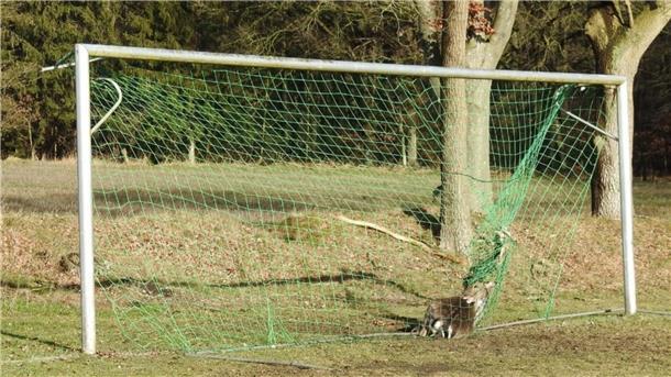 Der hilflose Hirsch liegt im Netz.