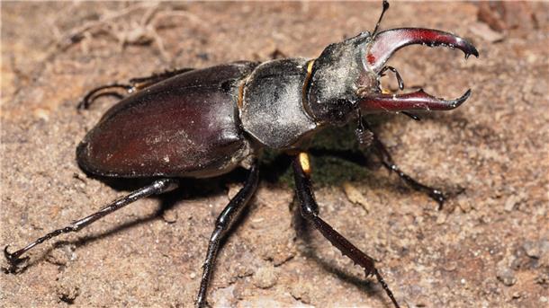 Hirschkäfer