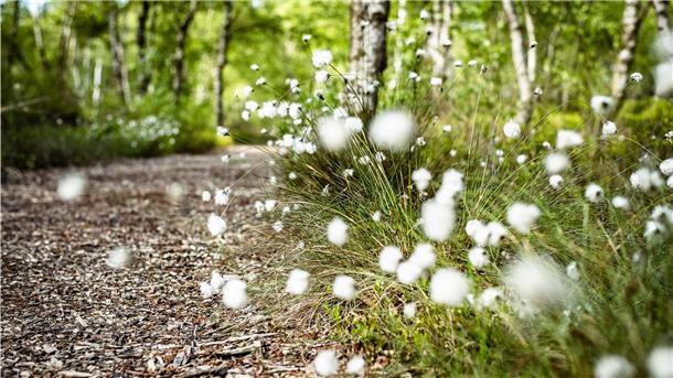 Der Hochmoor-Erlebnispfad in Flögeln hat zu jeder Jahreszeit viel zu bieten.